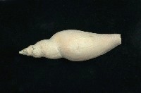 藏品(寶島渦螺)的圖片